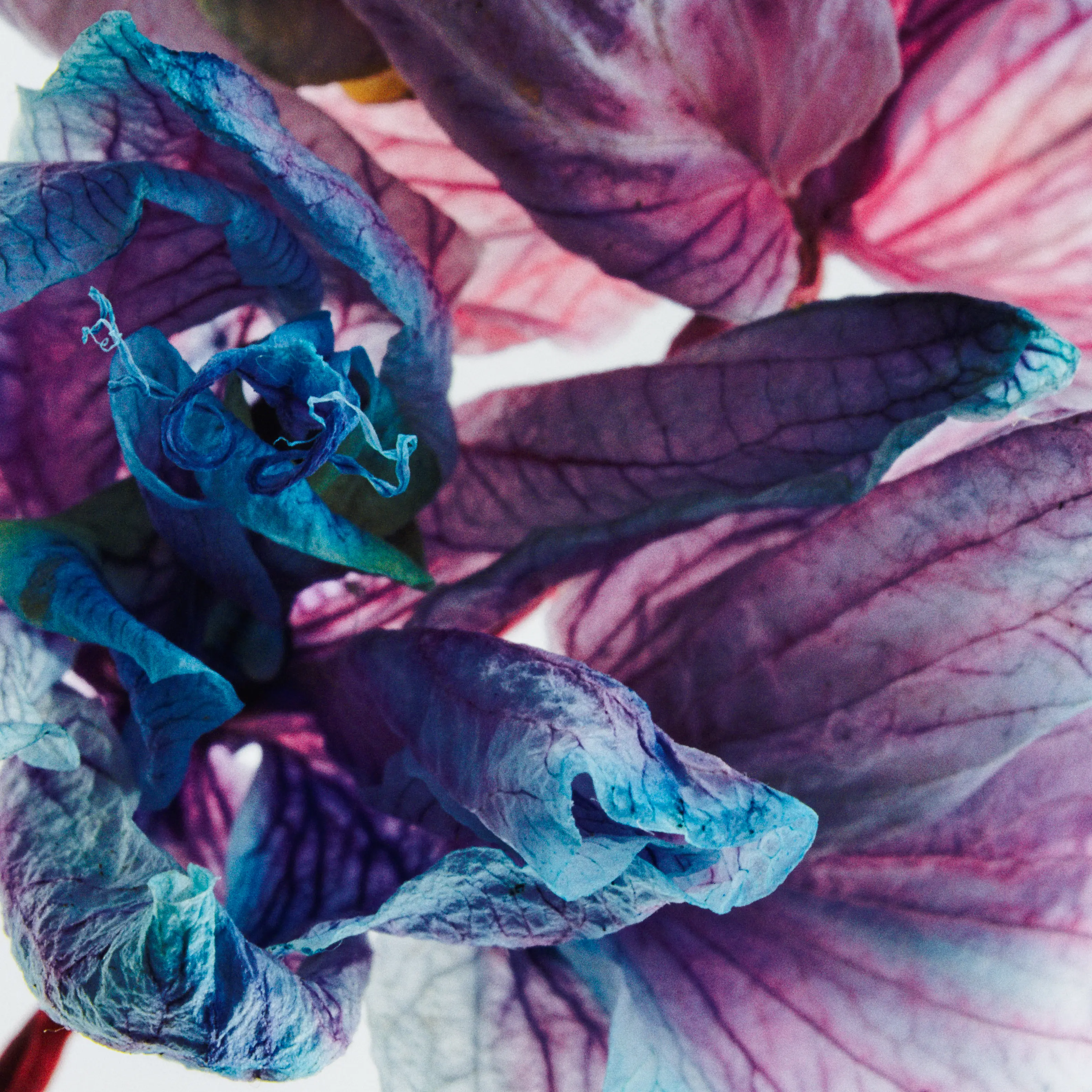 Photo macro d’orchidée fanées de couleur bleu et violettes